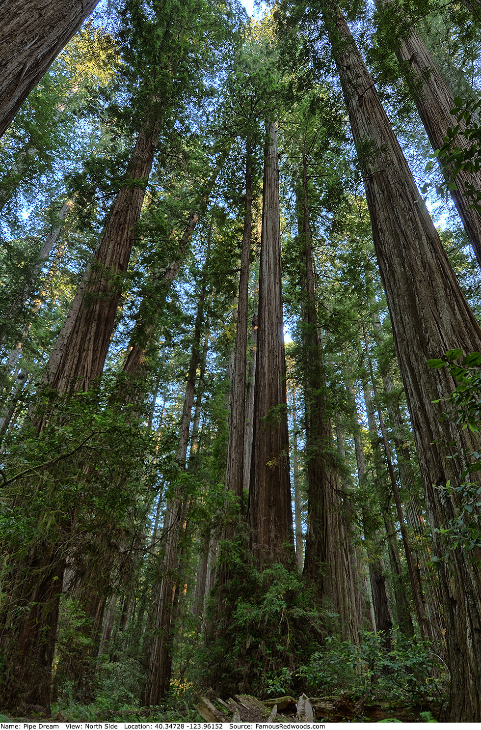 Pipe Dream Tree