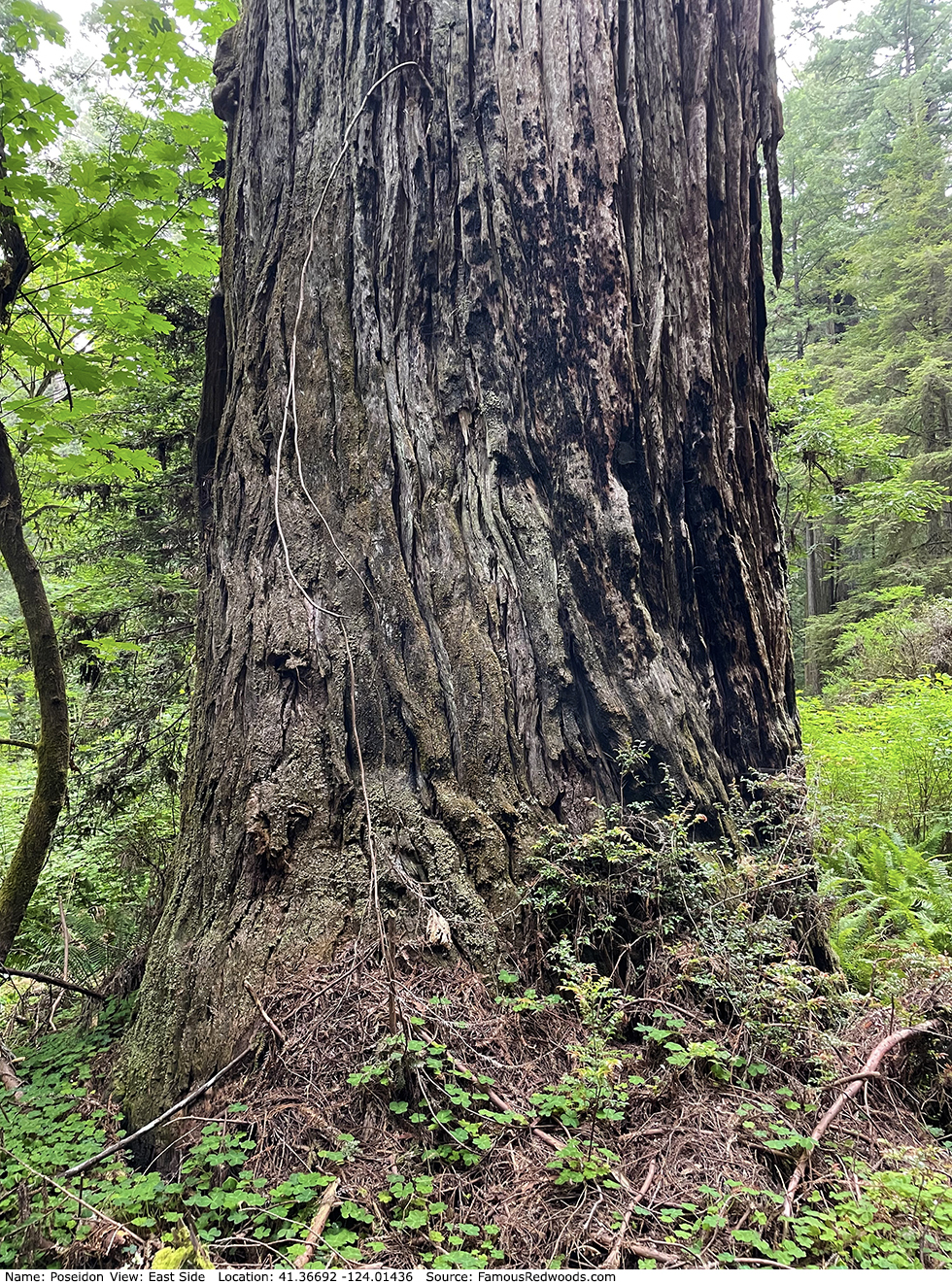 Poseidon Tree