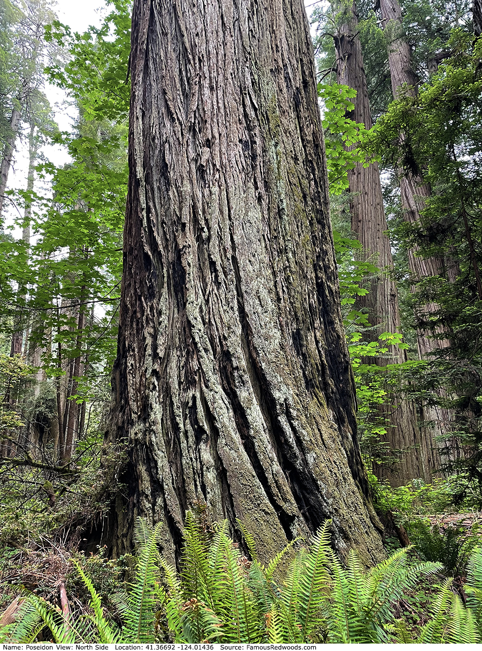 Poseidon Tree