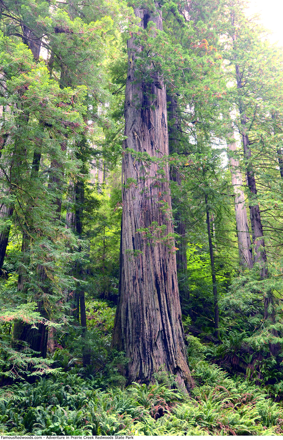Prairie Creek Redwoods State Park - Adventure Tree