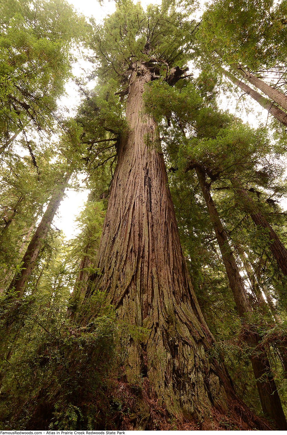 Prairie Creek Redwoods State Park - Atlas Tree
