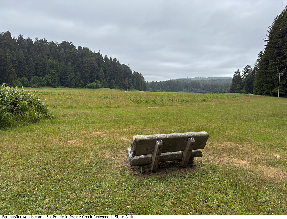 Prairie Creek Redwoods State Park - Elk Prairie