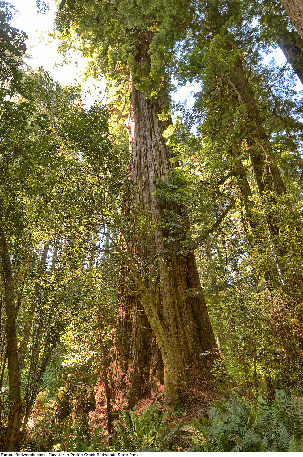 Prairie Creek Redwoods State Park - Iluvatar Tree