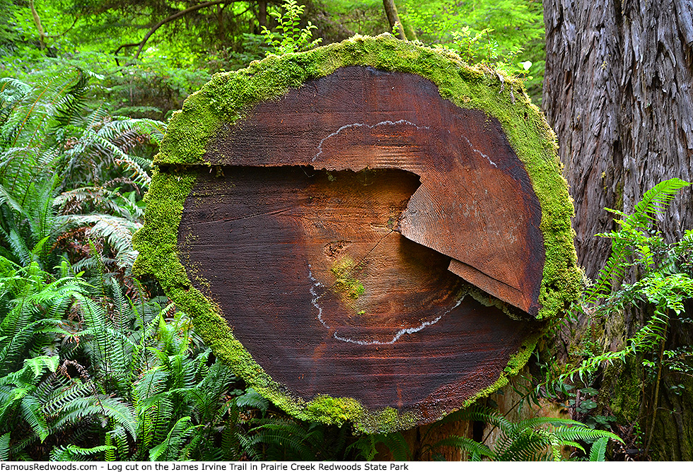 Prairie Creek Redwoods State Park - Log Cut