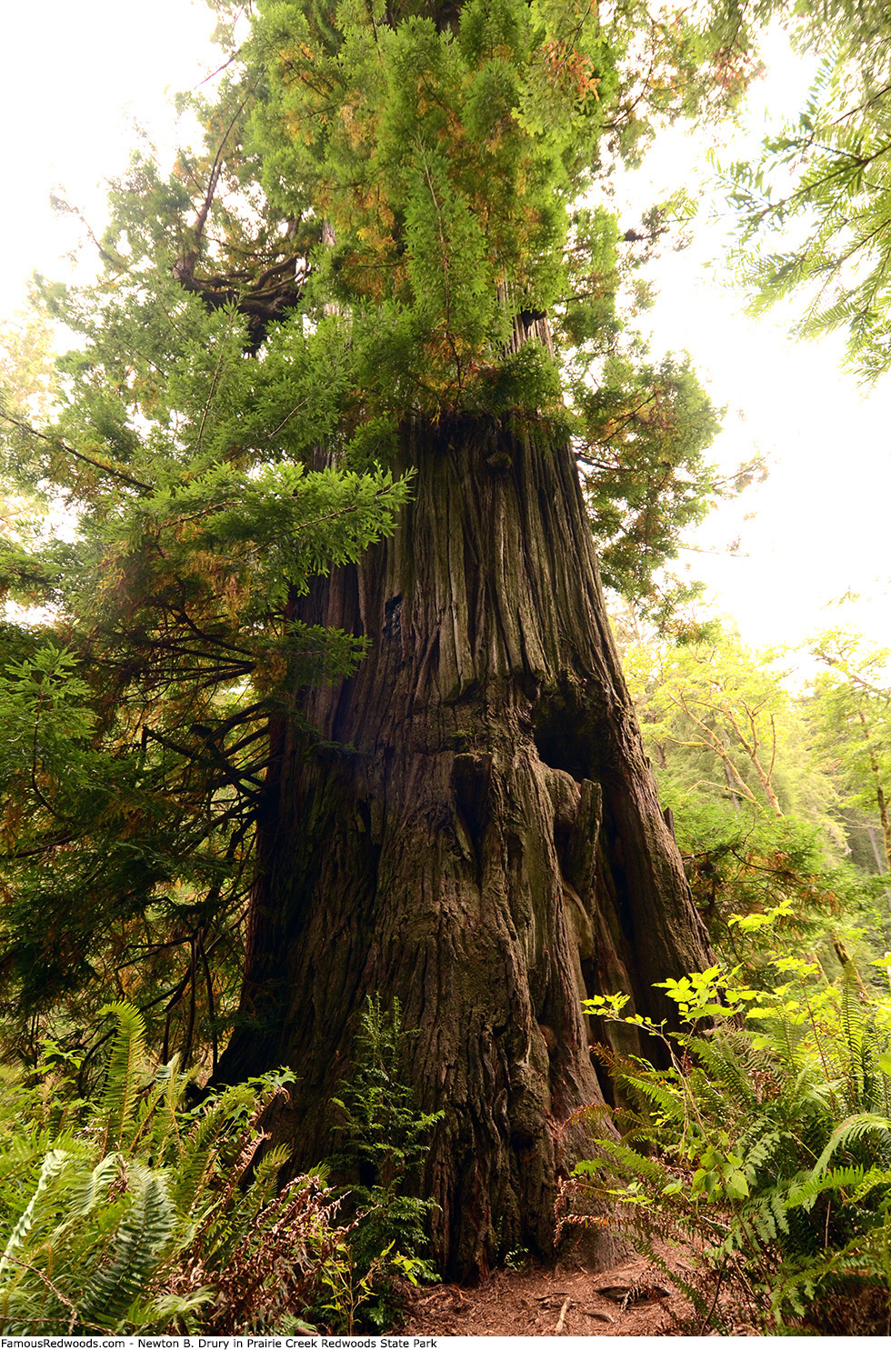 Prairie Creek Redwoods State Park - Newton B. Drury Tree