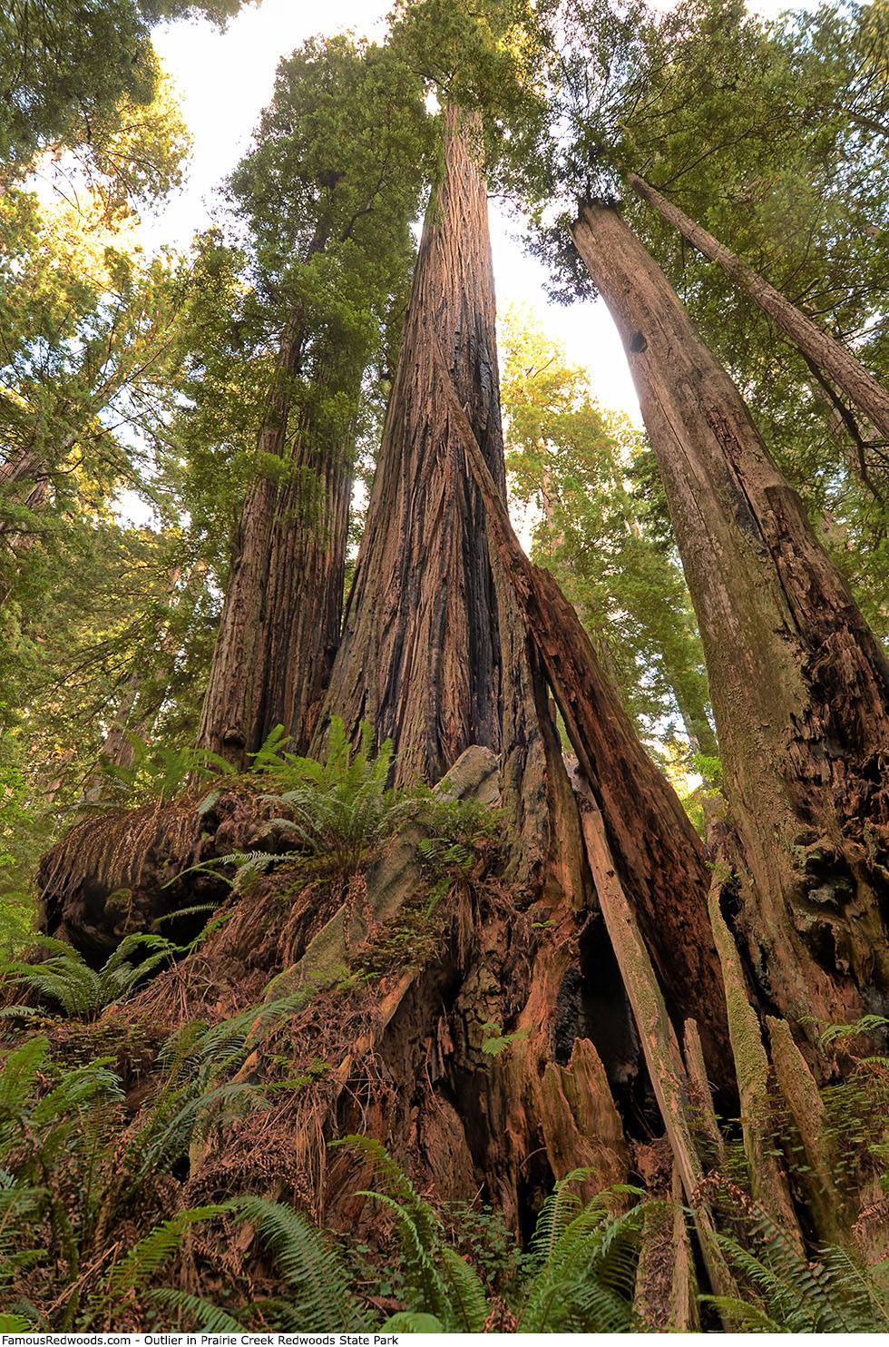 Prairie Creek Redwoods State Park - Outlier Tree
