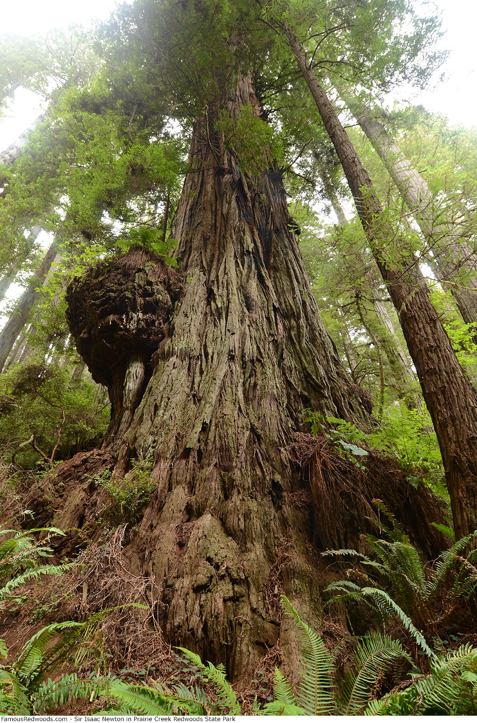 Prairie Creek Redwoods State Park - Sir Isaac Newton Tree