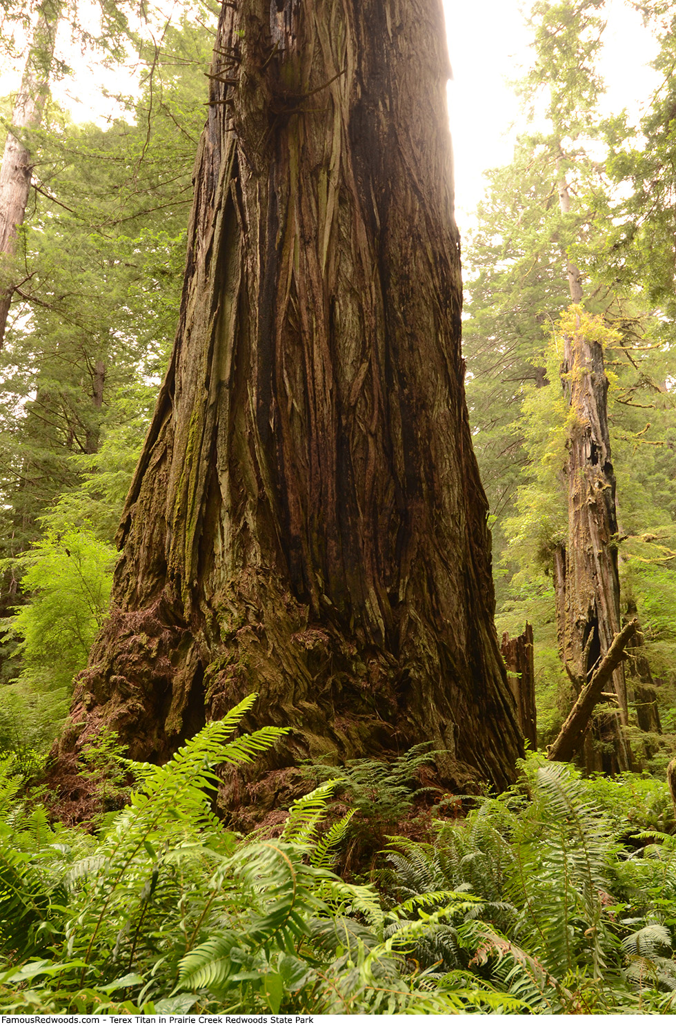 Prairie Creek Redwoods State Park - Terex Titan Tree
