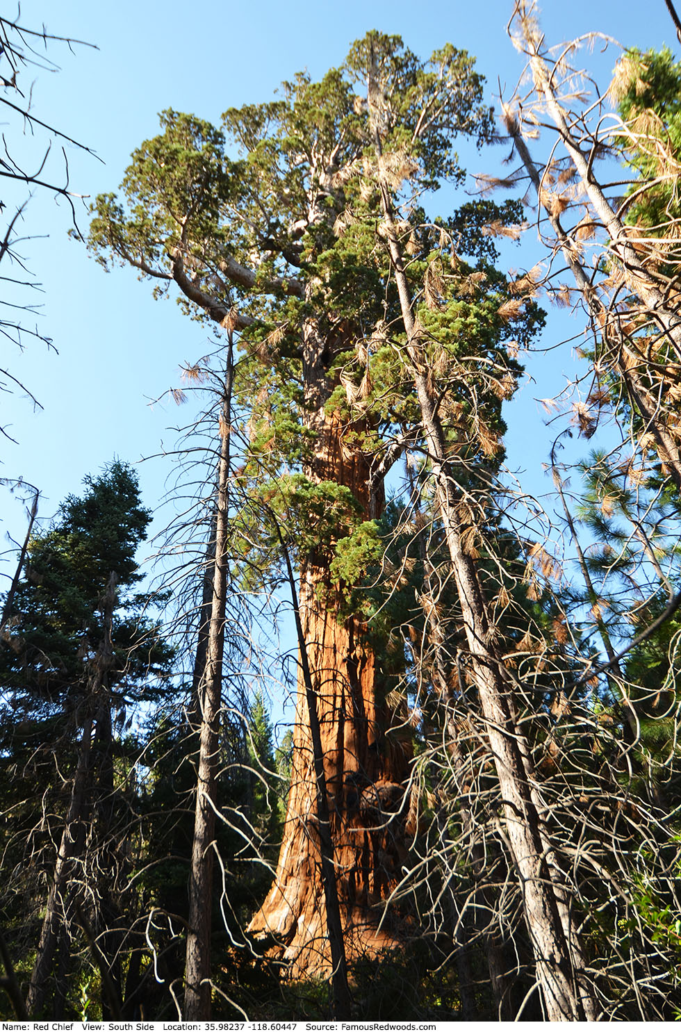 Red Chief Tree