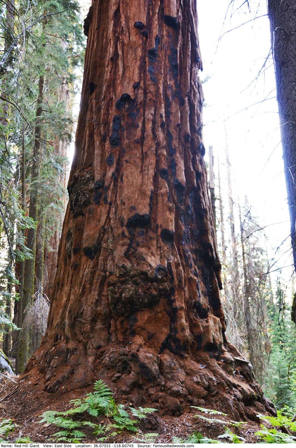 Red Hill Giant Tree