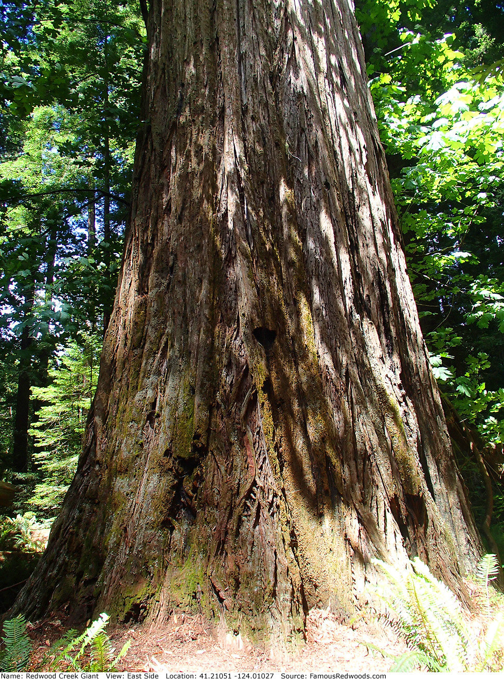 Redwood Creek Giant Tree