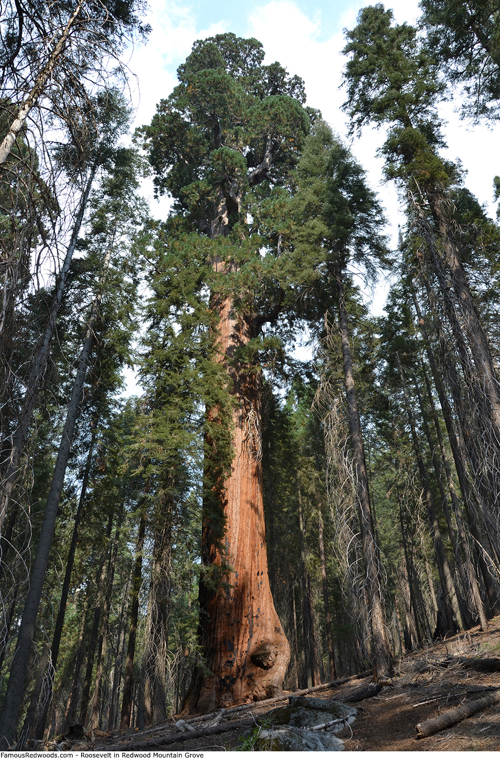 Redwood Mountain Grove - Roosevelt Tree