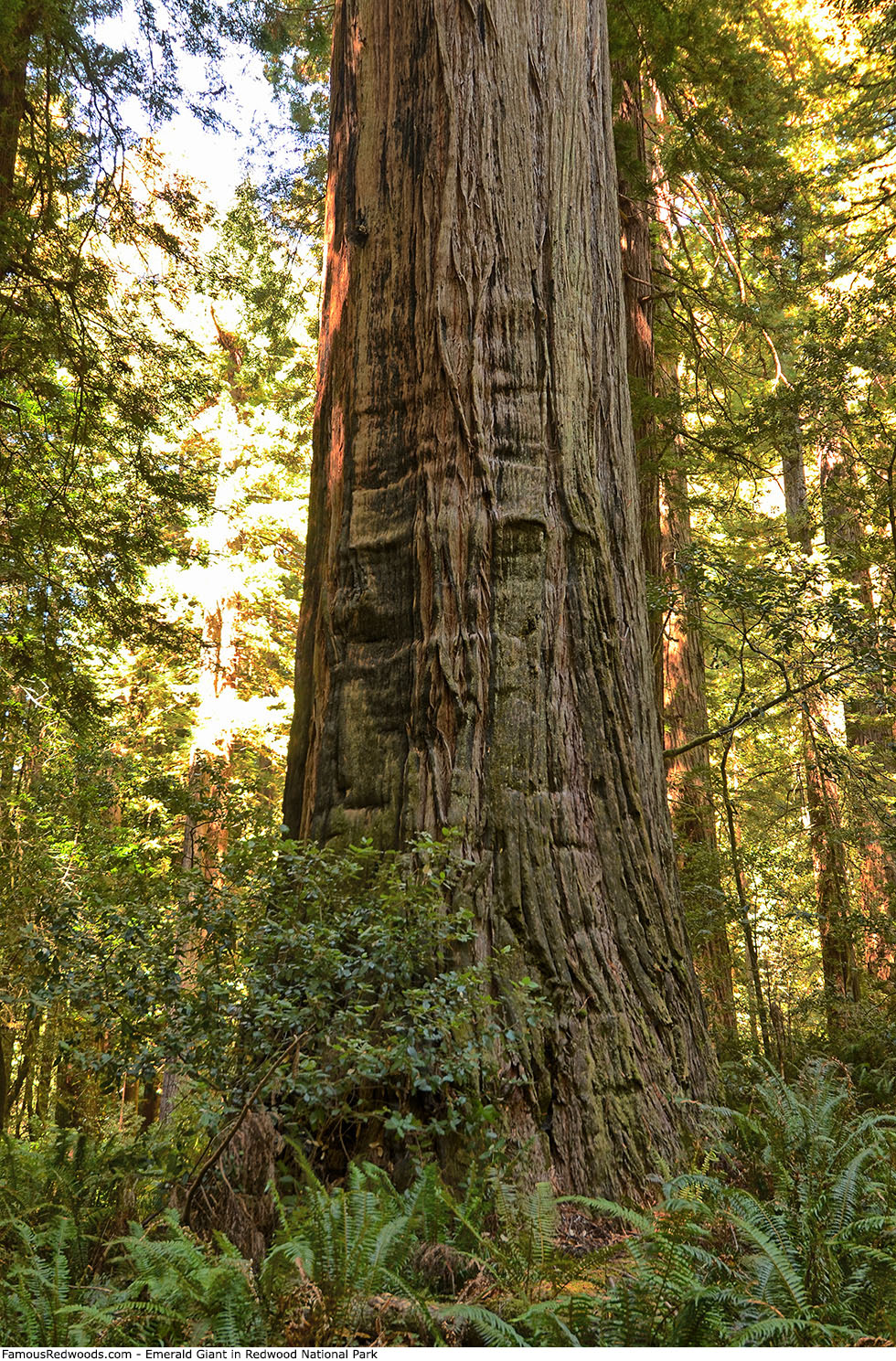 Redwood National Park - Emerald Giant Tree