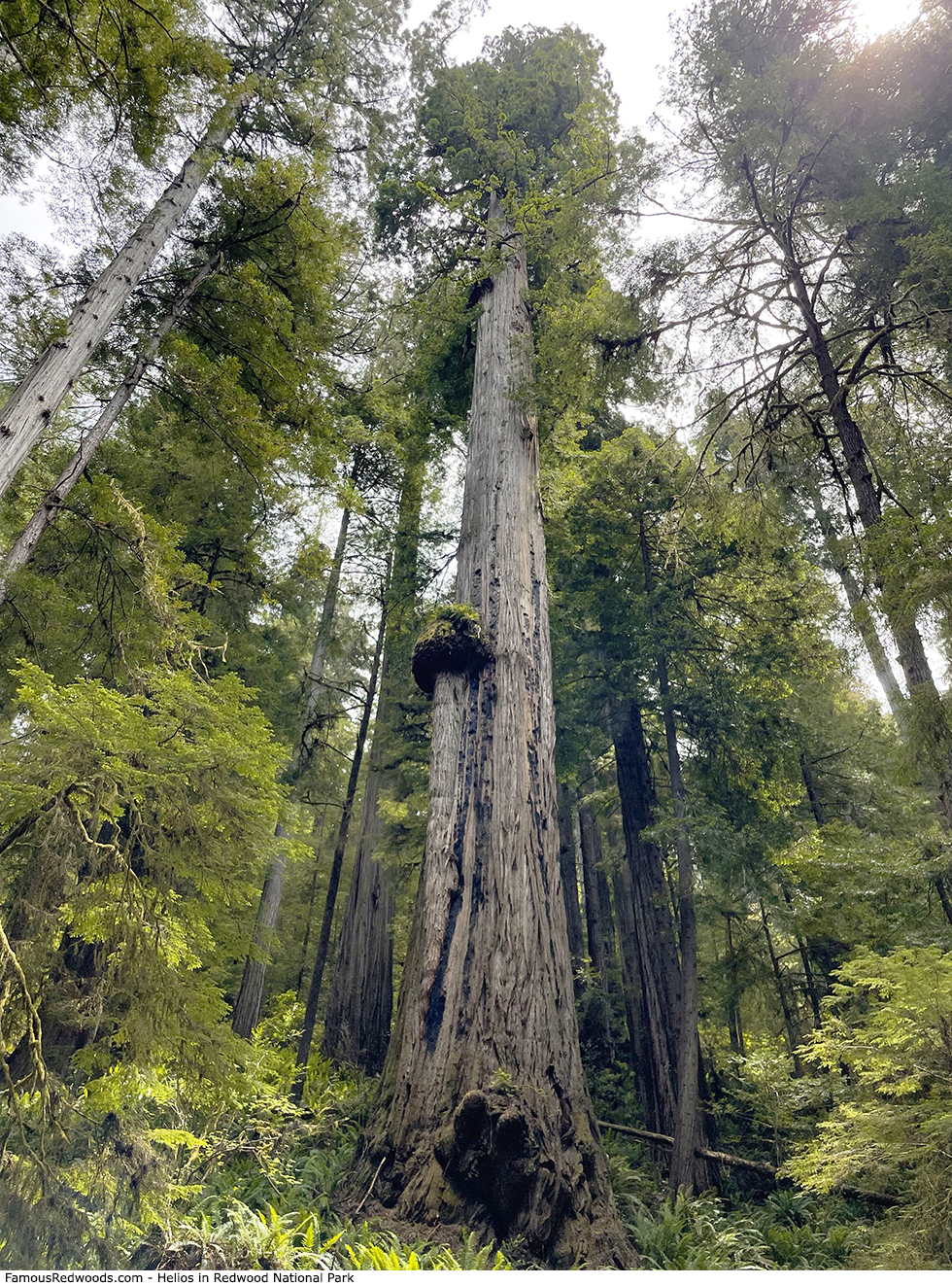 Redwood National Park - Helios Tree