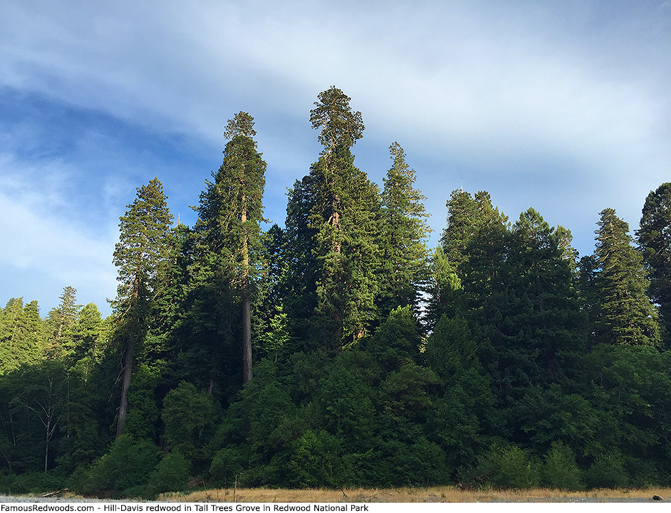 Redwood National Park - Hill-Davis Tree