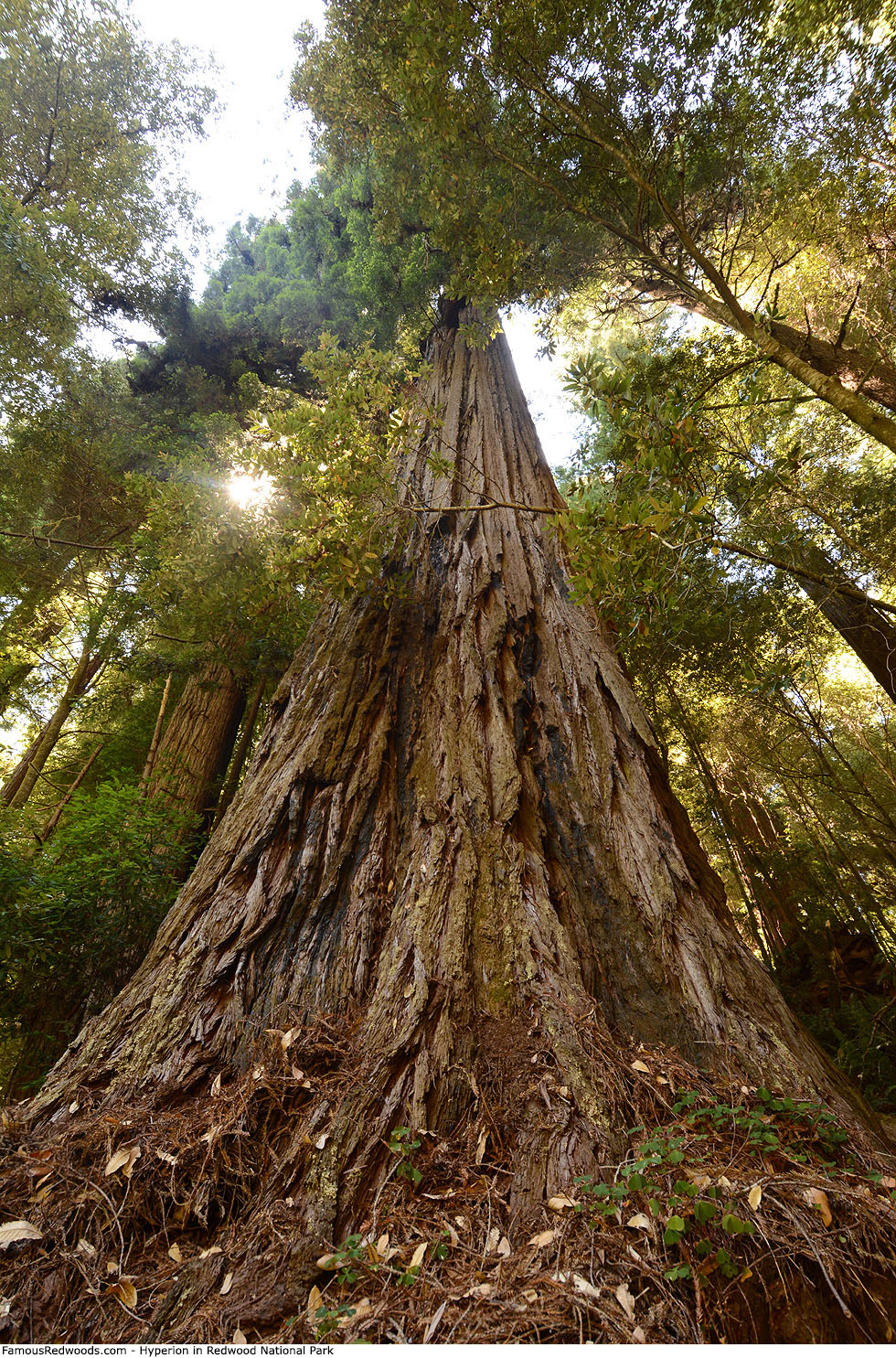 Redwood National Park - Hyperion Tree