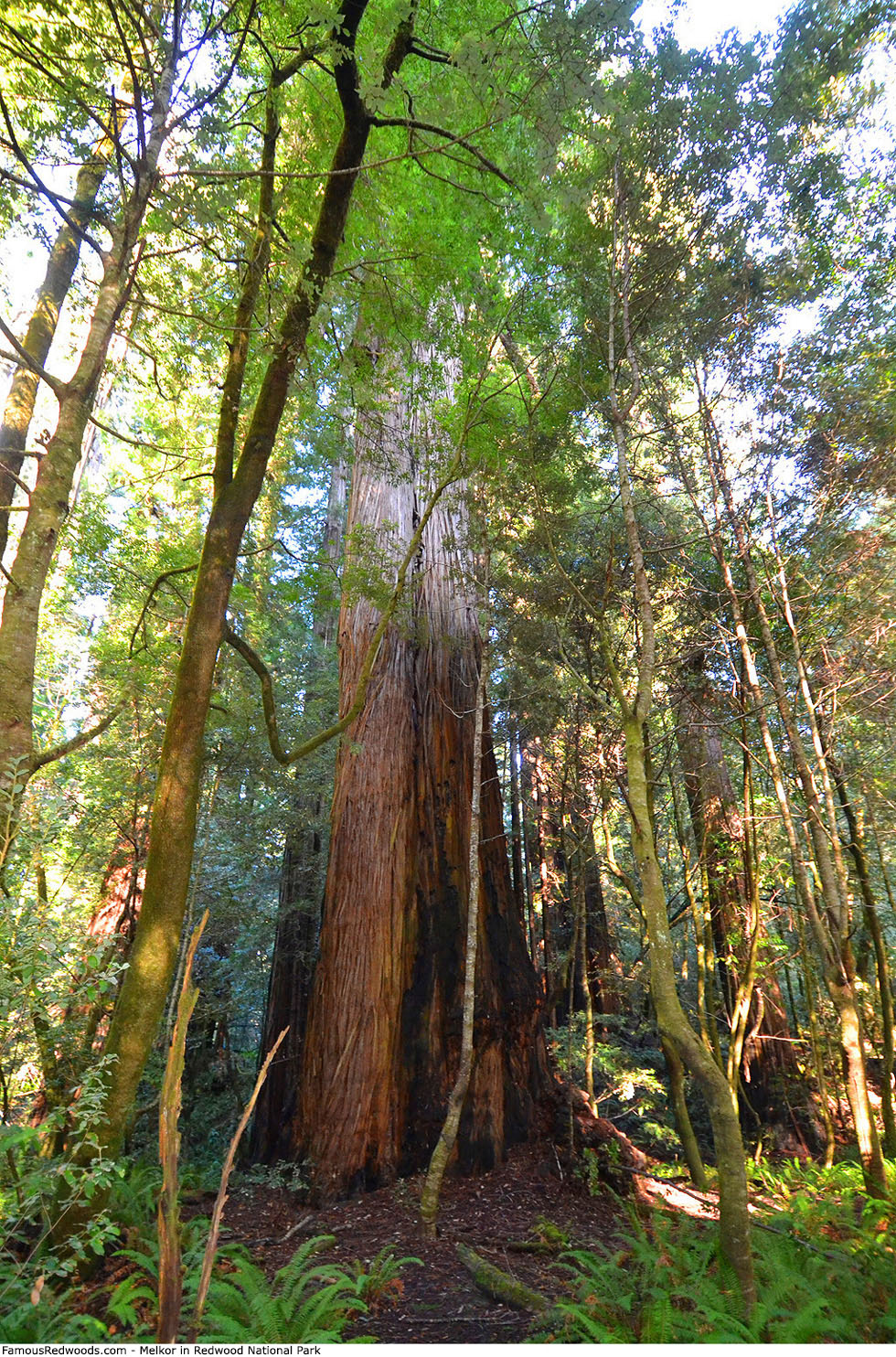 Redwood National Park - Melkor Tree