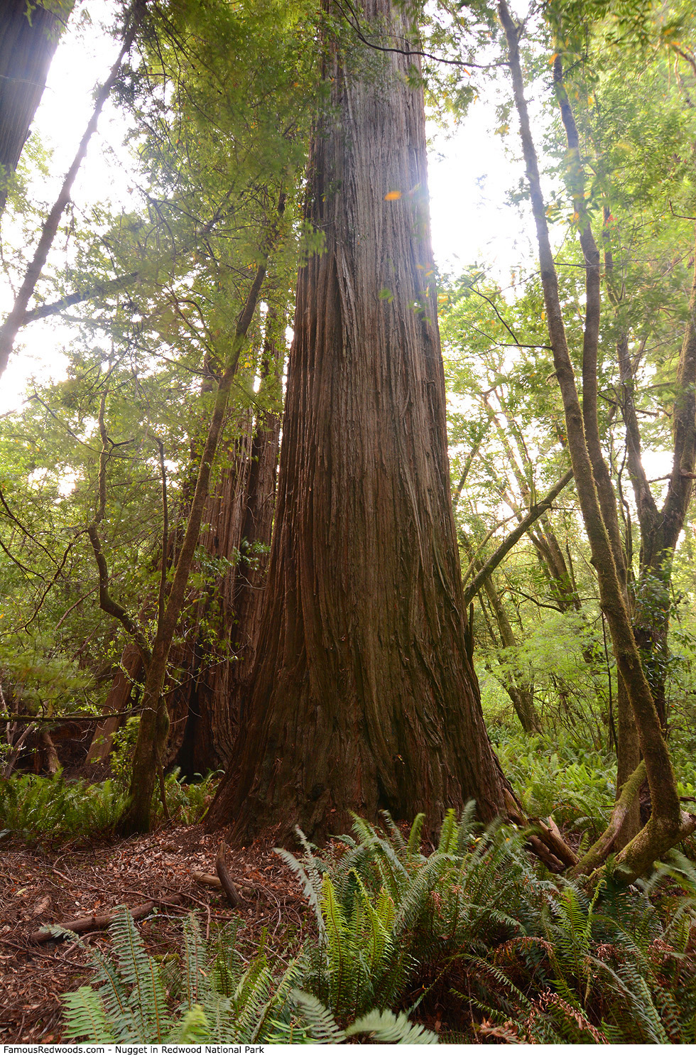 Redwood National Park - Nugget Tree