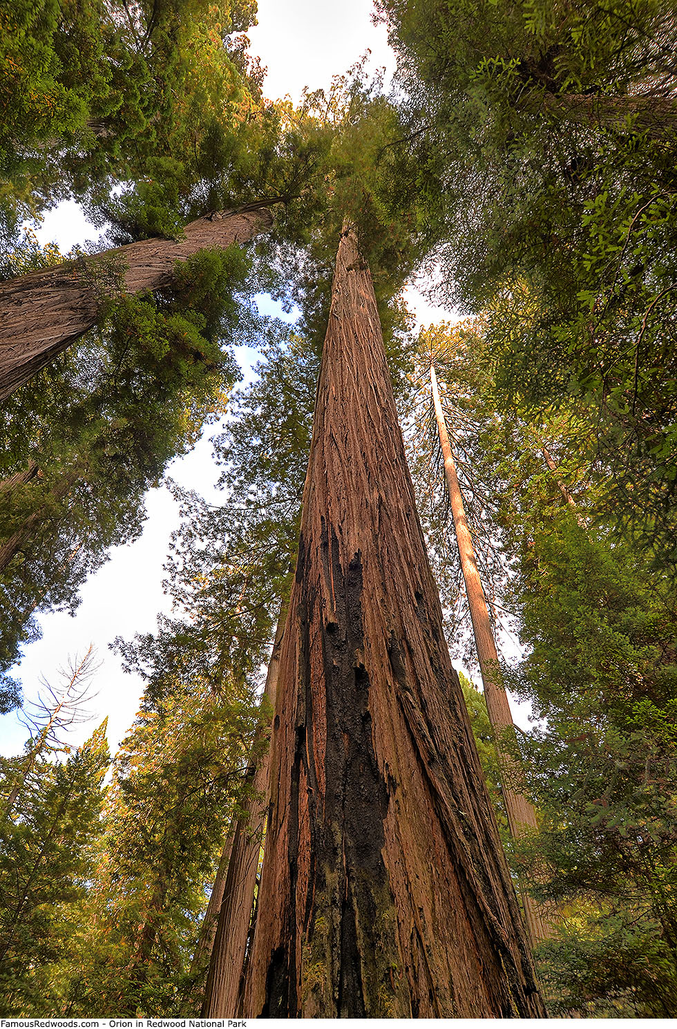 Redwood National Park - Orion Tree