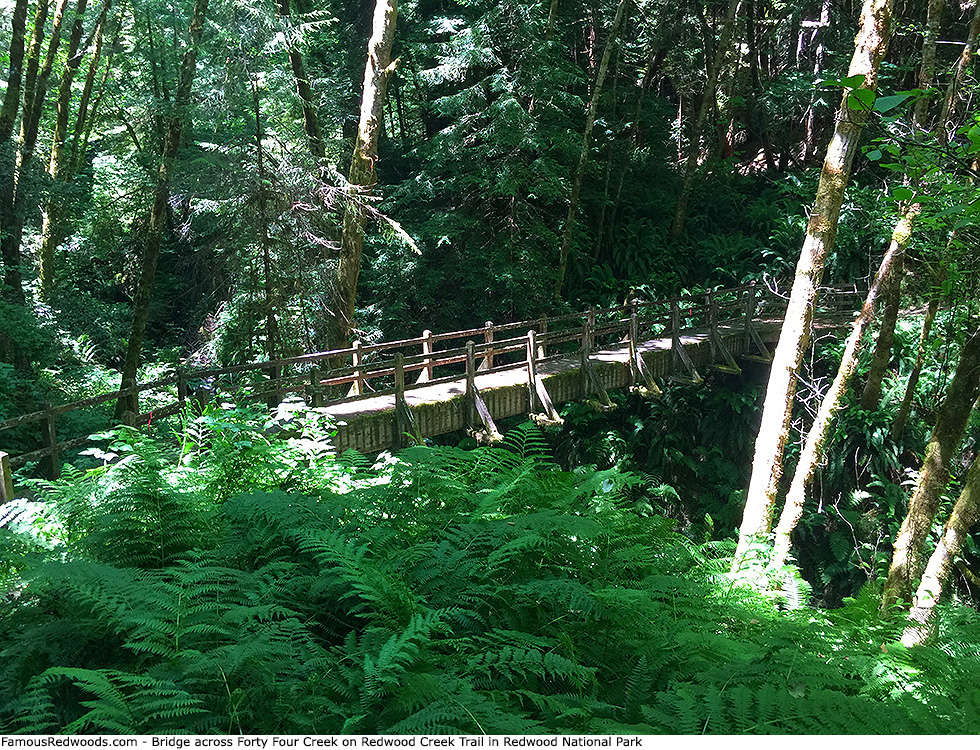 Redwood National Park - Redwood Creek Trail