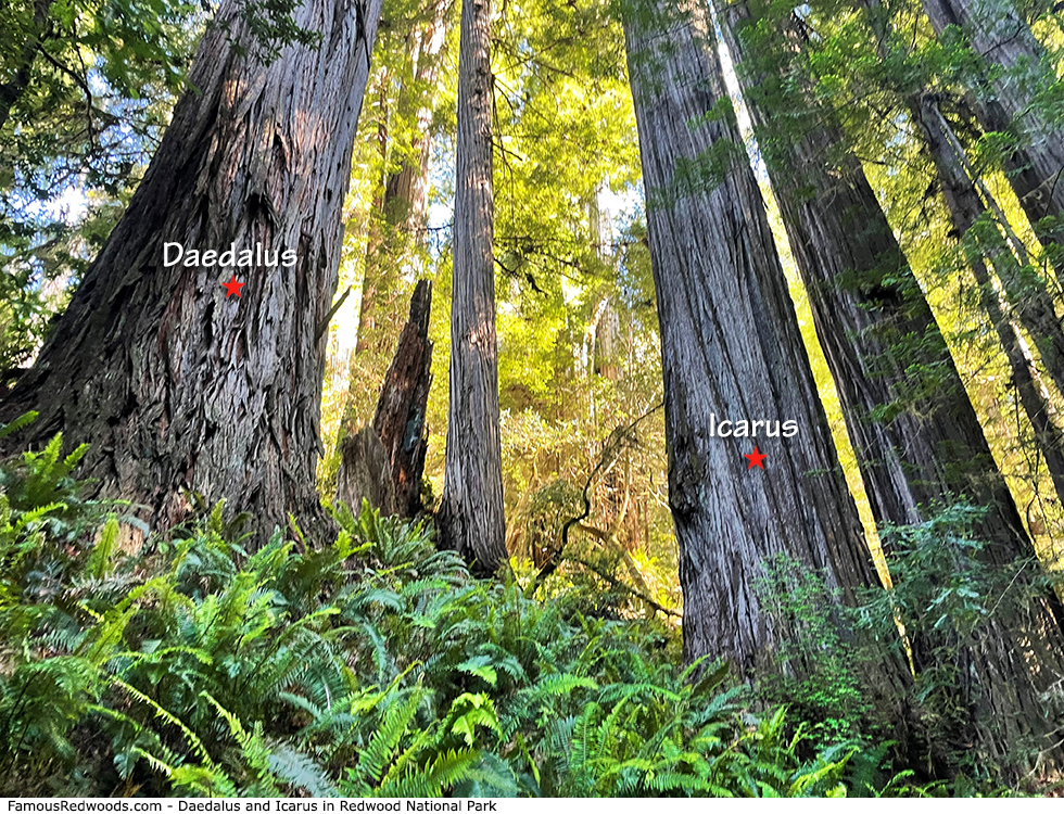 Redwood National Park - Daedalus and Icarus Tree