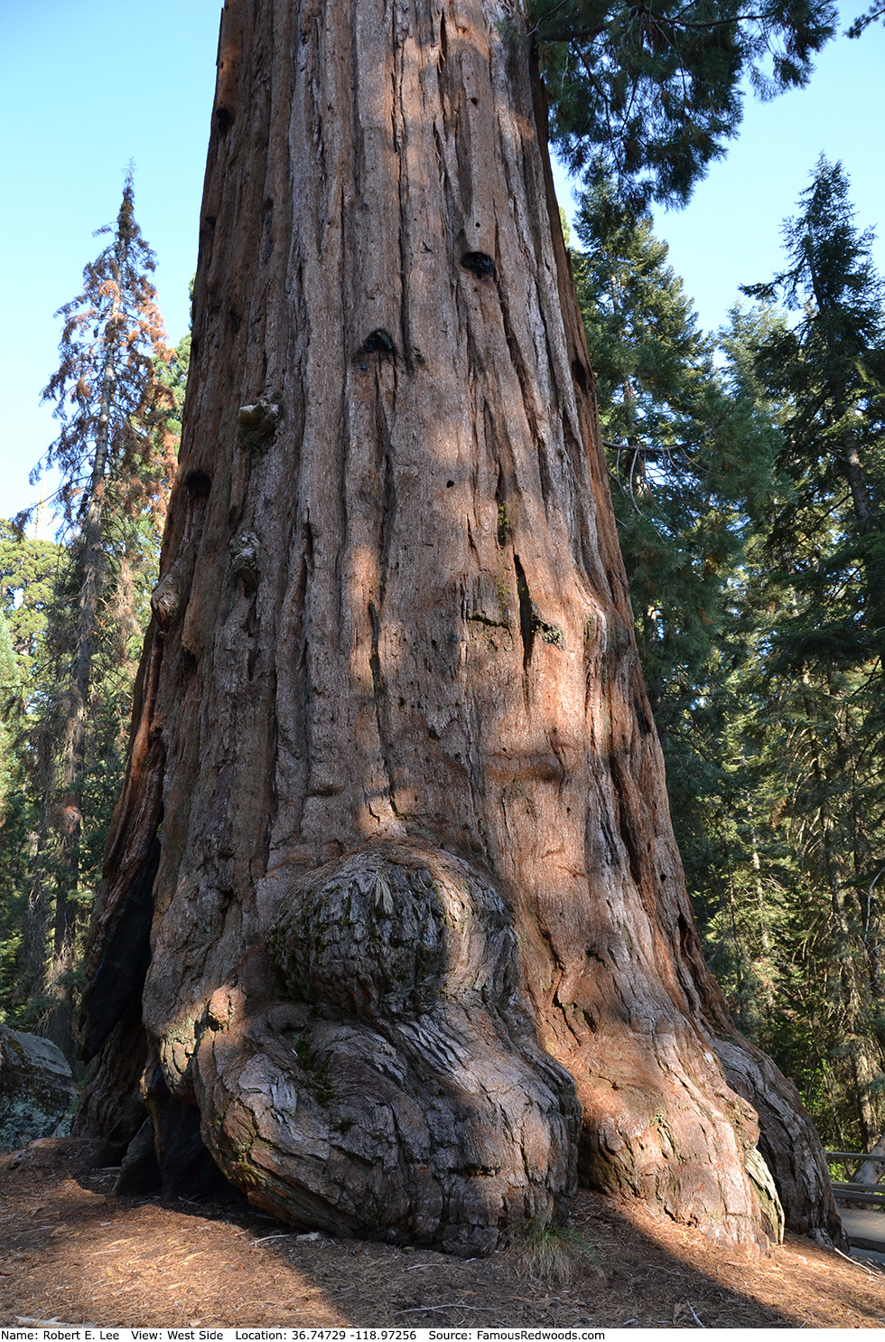 Robert E. Lee Tree