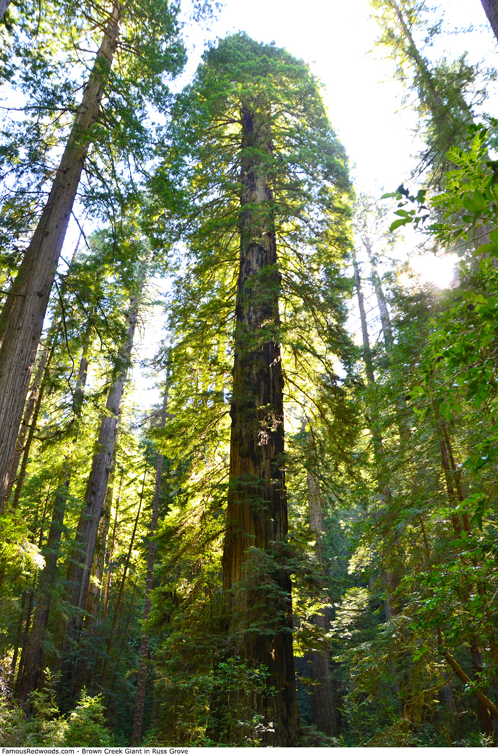 Russ Grove - Brown Creek Giant Tree