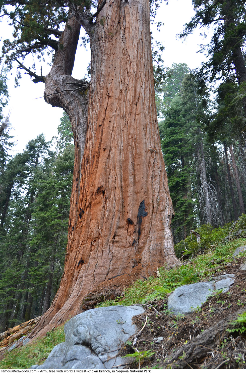 Sequoia National Park - Arm Tree