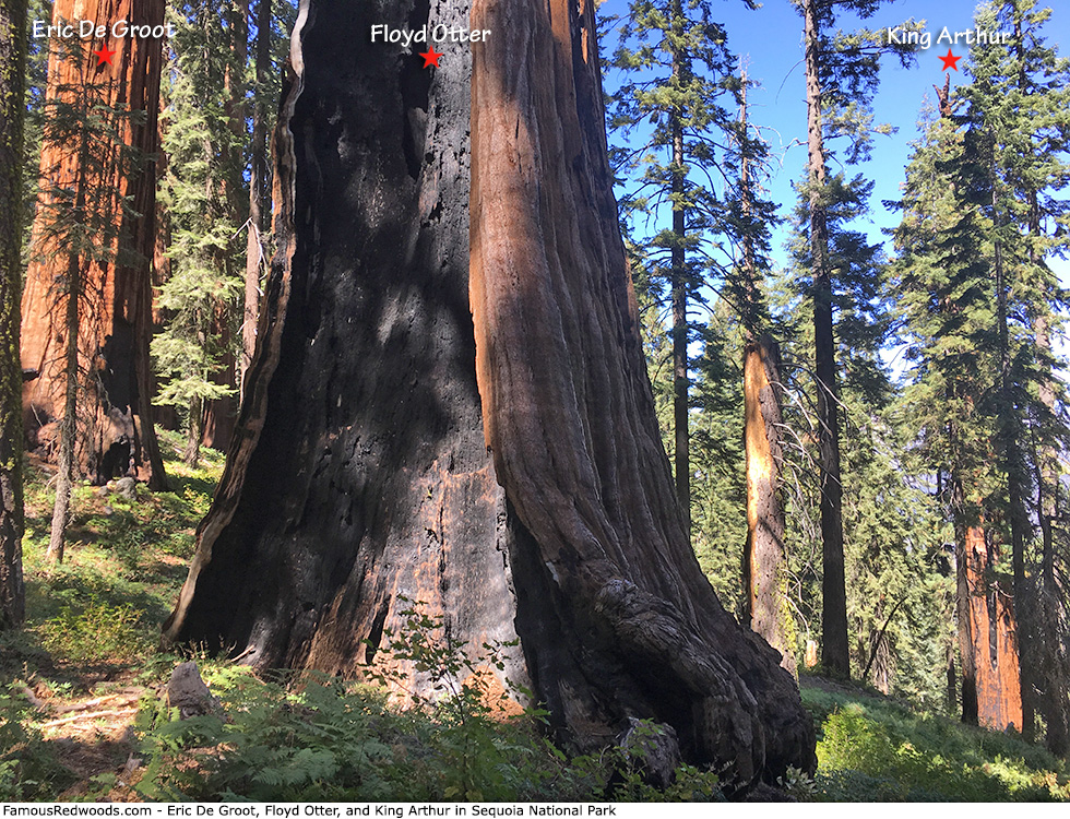 Sequoia National Park - Eric De Groot Floyd Otter and King Arthur Trees
