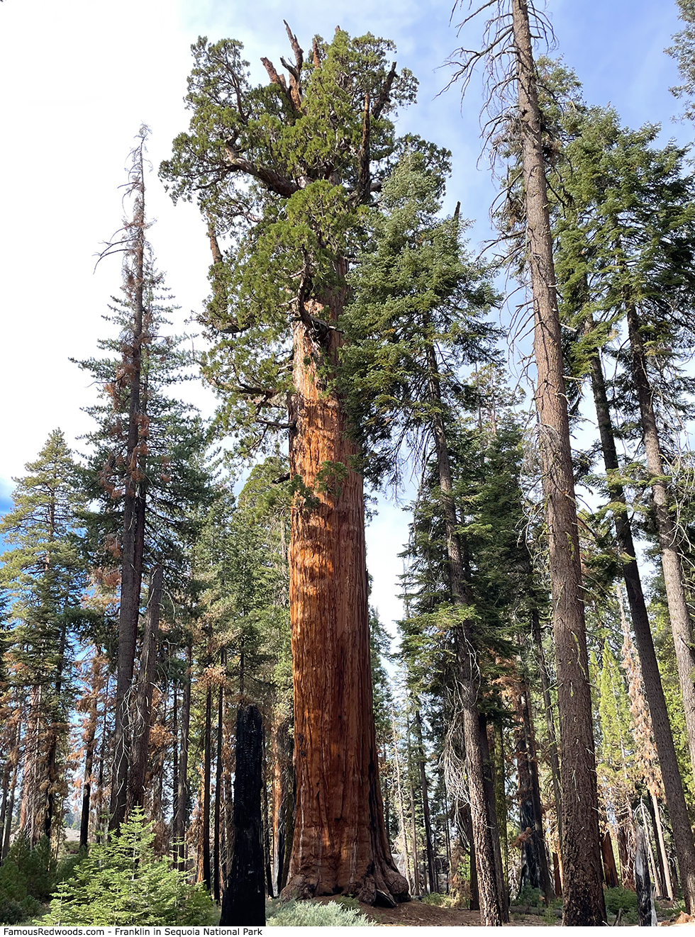 Sequoia National Park - Franklin Tree