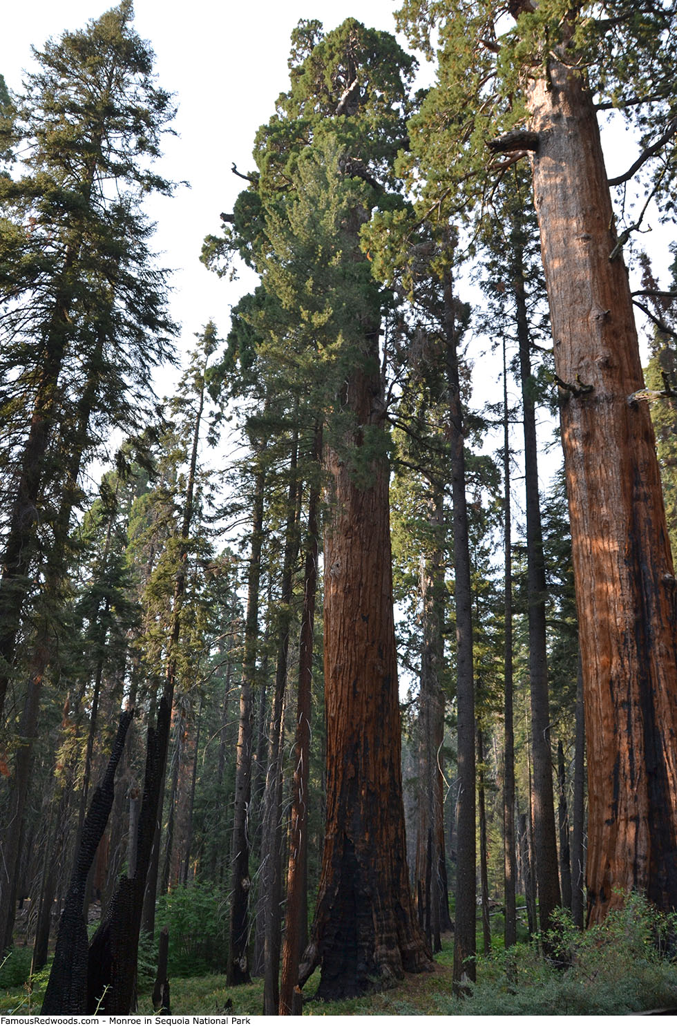Sequoia National Park - Monroe Tree