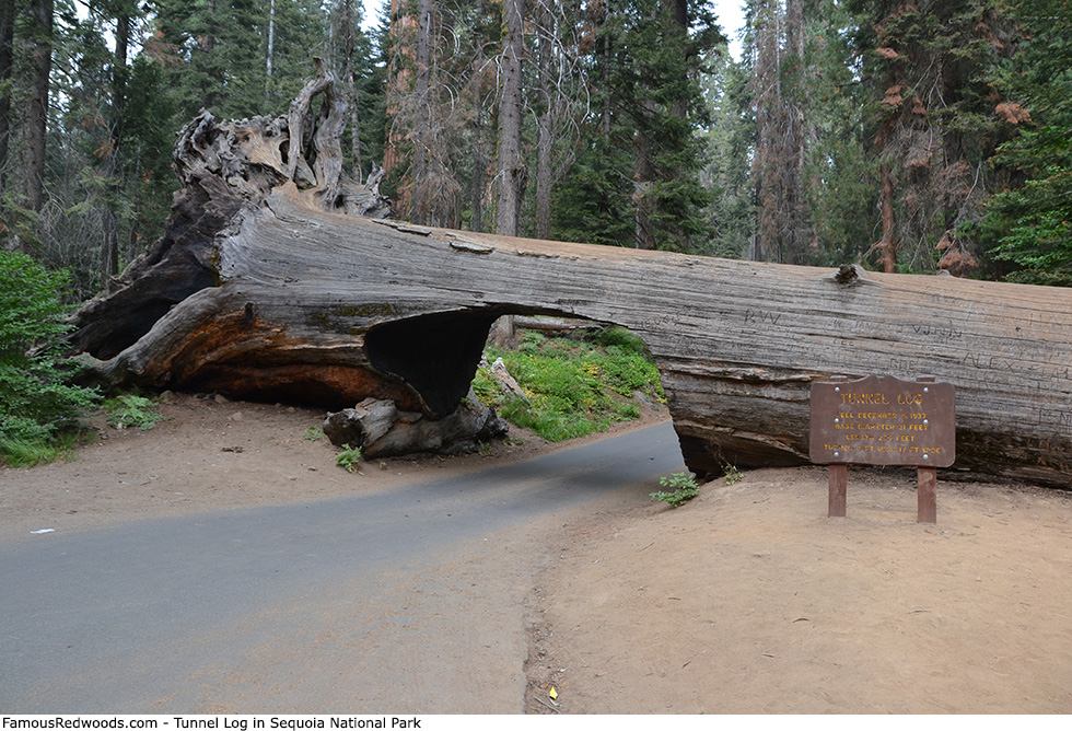 Sequoia National Park - Tunnel Log Tree