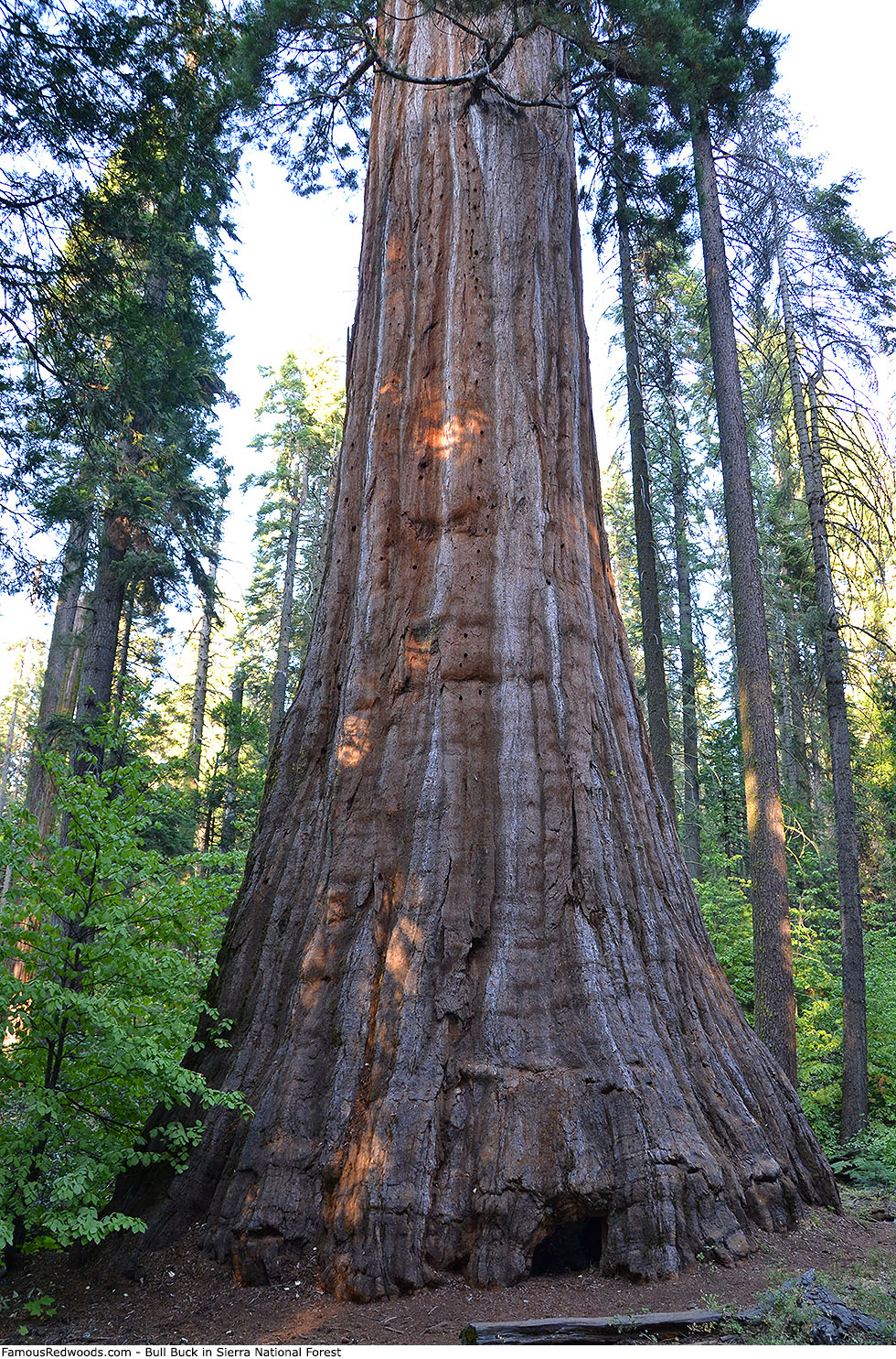 Sierra National Forest - Bull Buck Tree