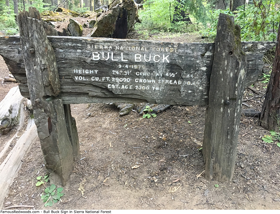 Sierra National Forest - Bull Buck Sign
