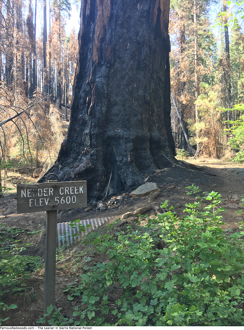 Sierra National Forest - The Leaner Tree