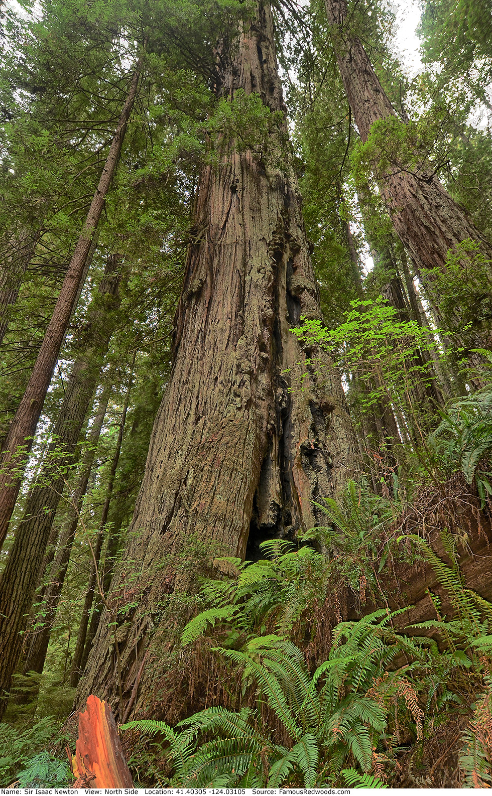 Sir Isaac Newton Tree