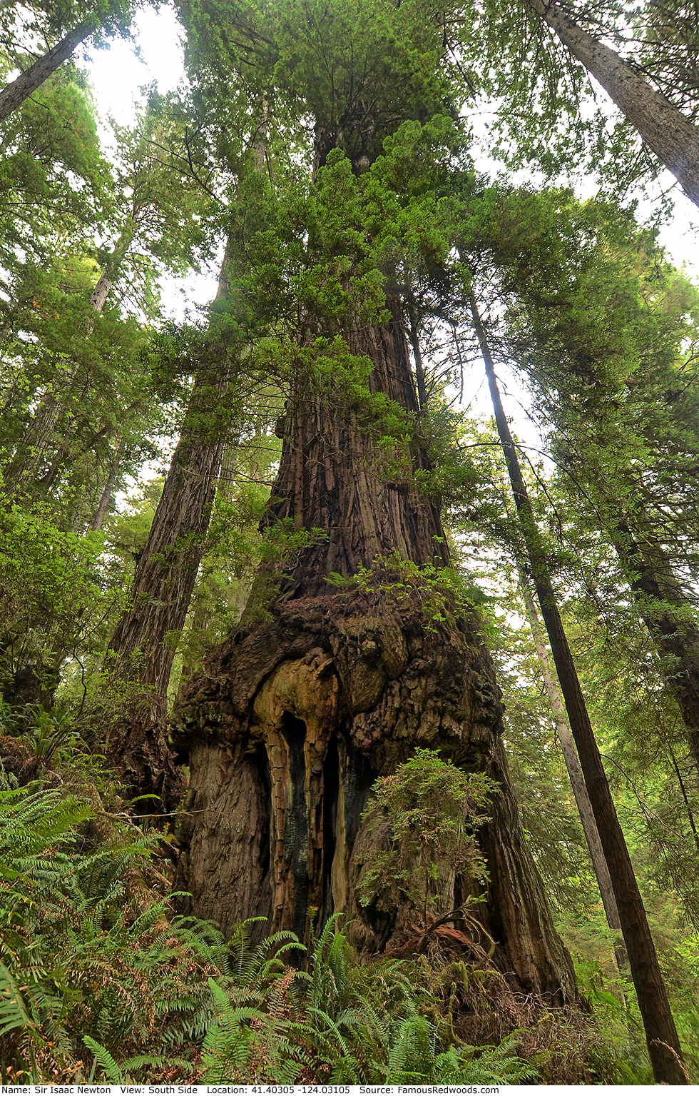 Sir Isaac Newton Tree