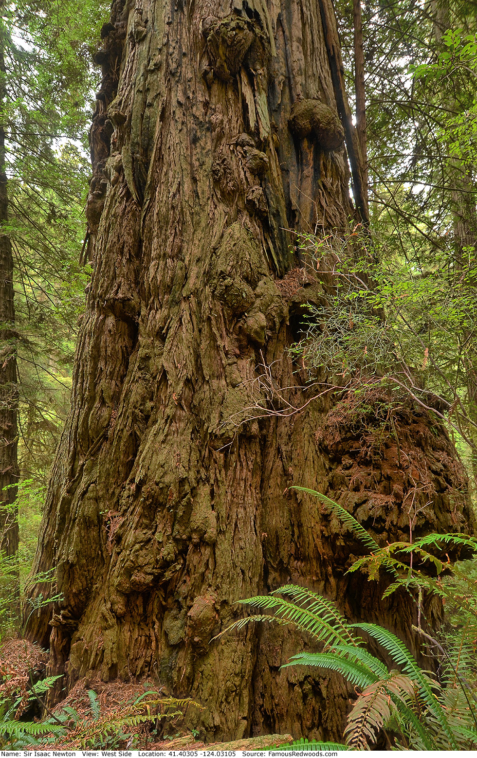 Sir Isaac Newton Tree