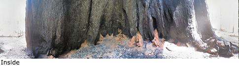 Smith Cabin Tree