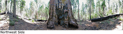 Smith Cabin Tree