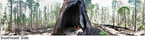 Smith Cabin Tree