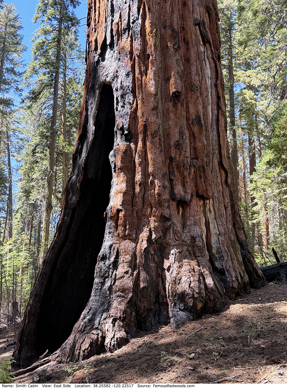 Smith Cabin Tree
