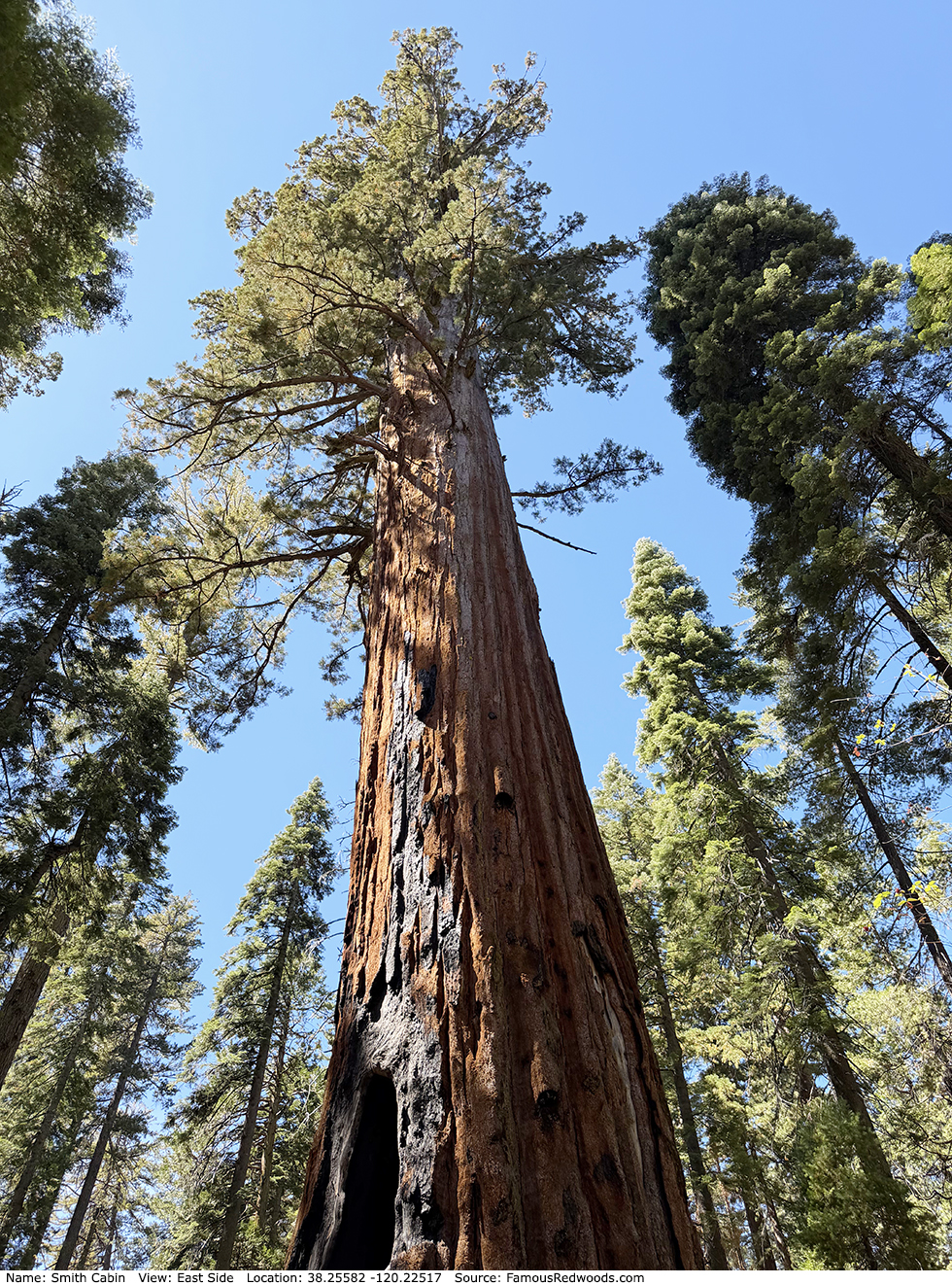 Smith Cabin Tree