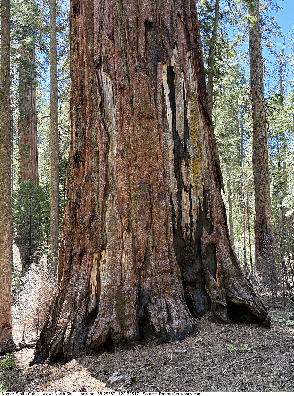Smith Cabin Tree