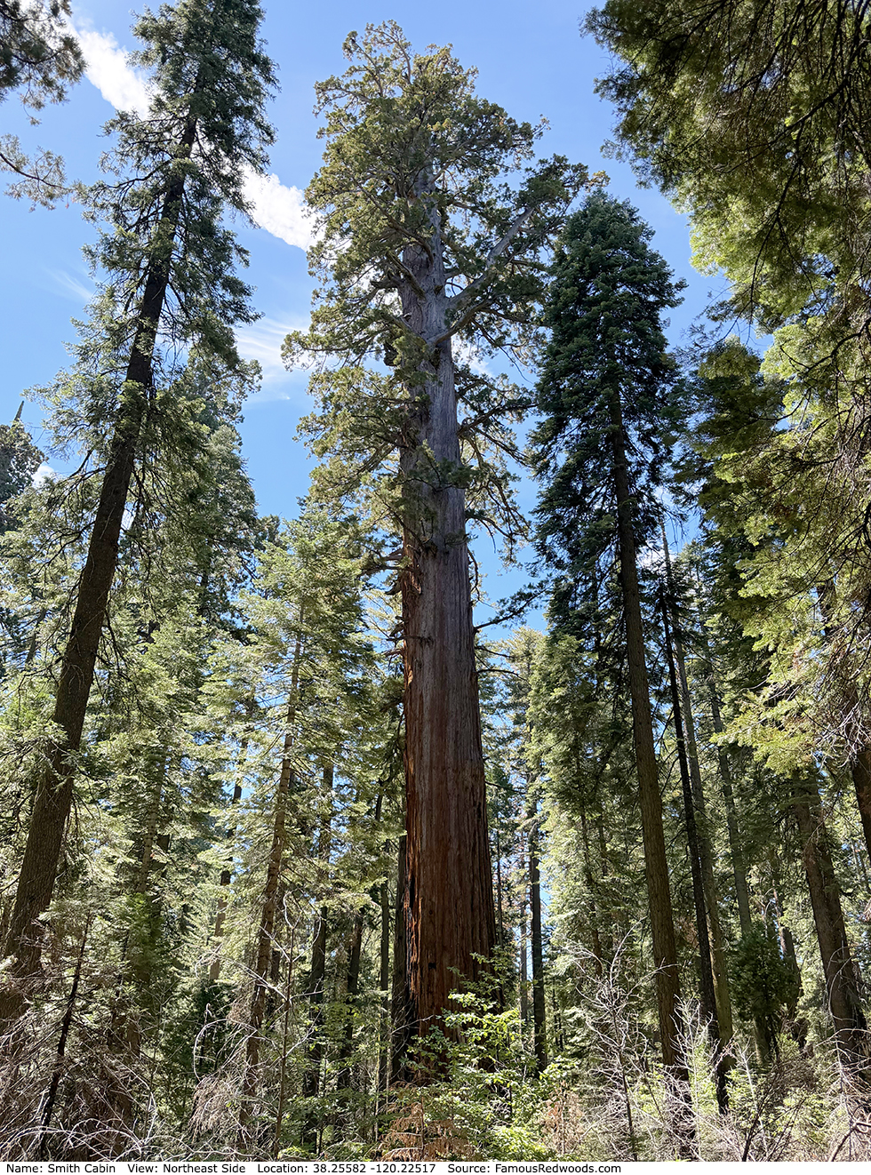 Smith Cabin Tree