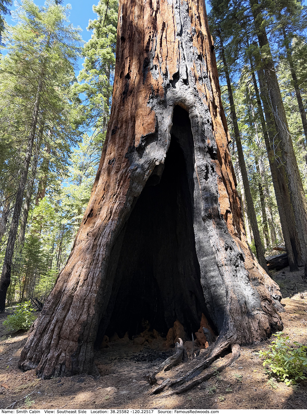 Smith Cabin Tree