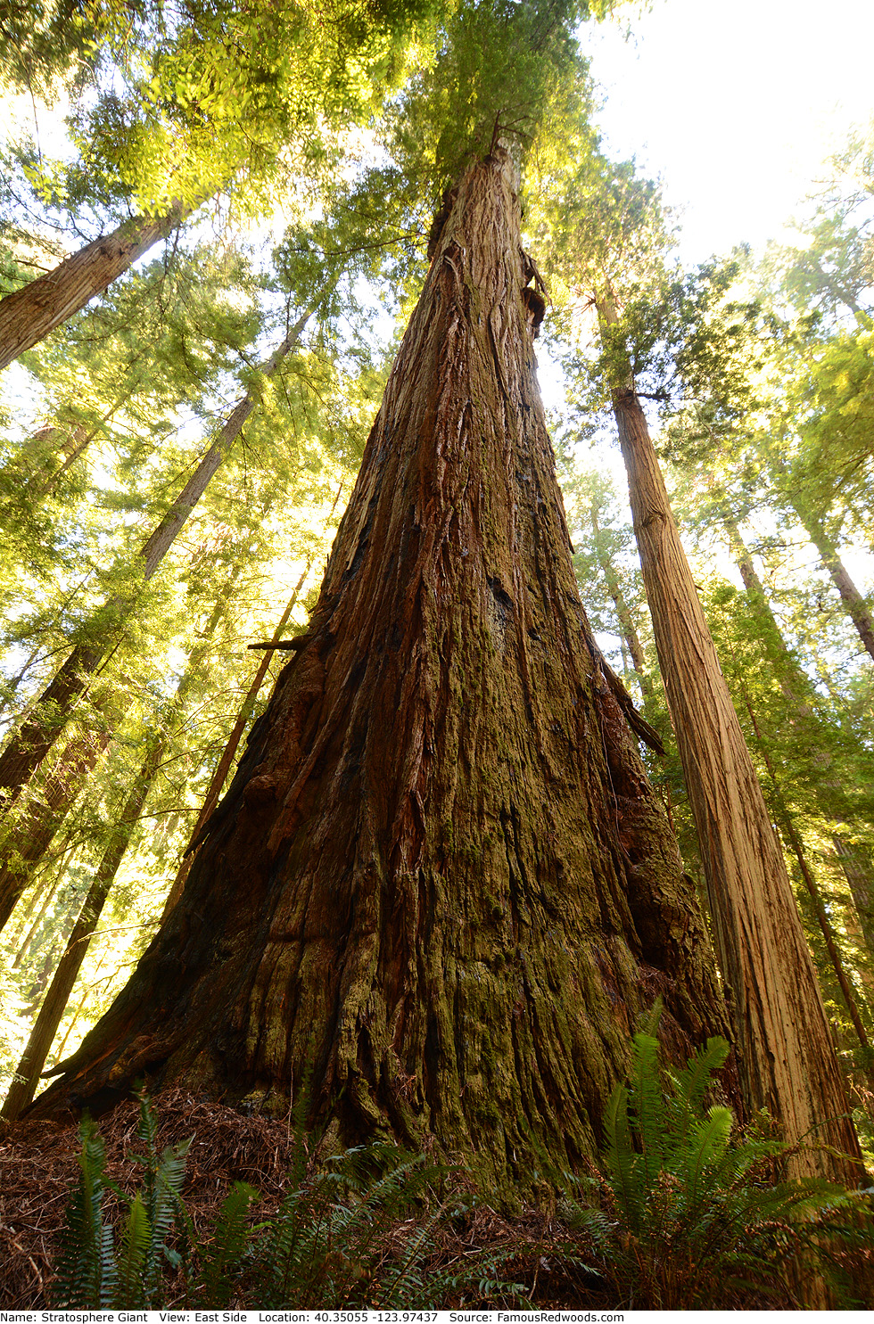 Stratosphere Giant Tree