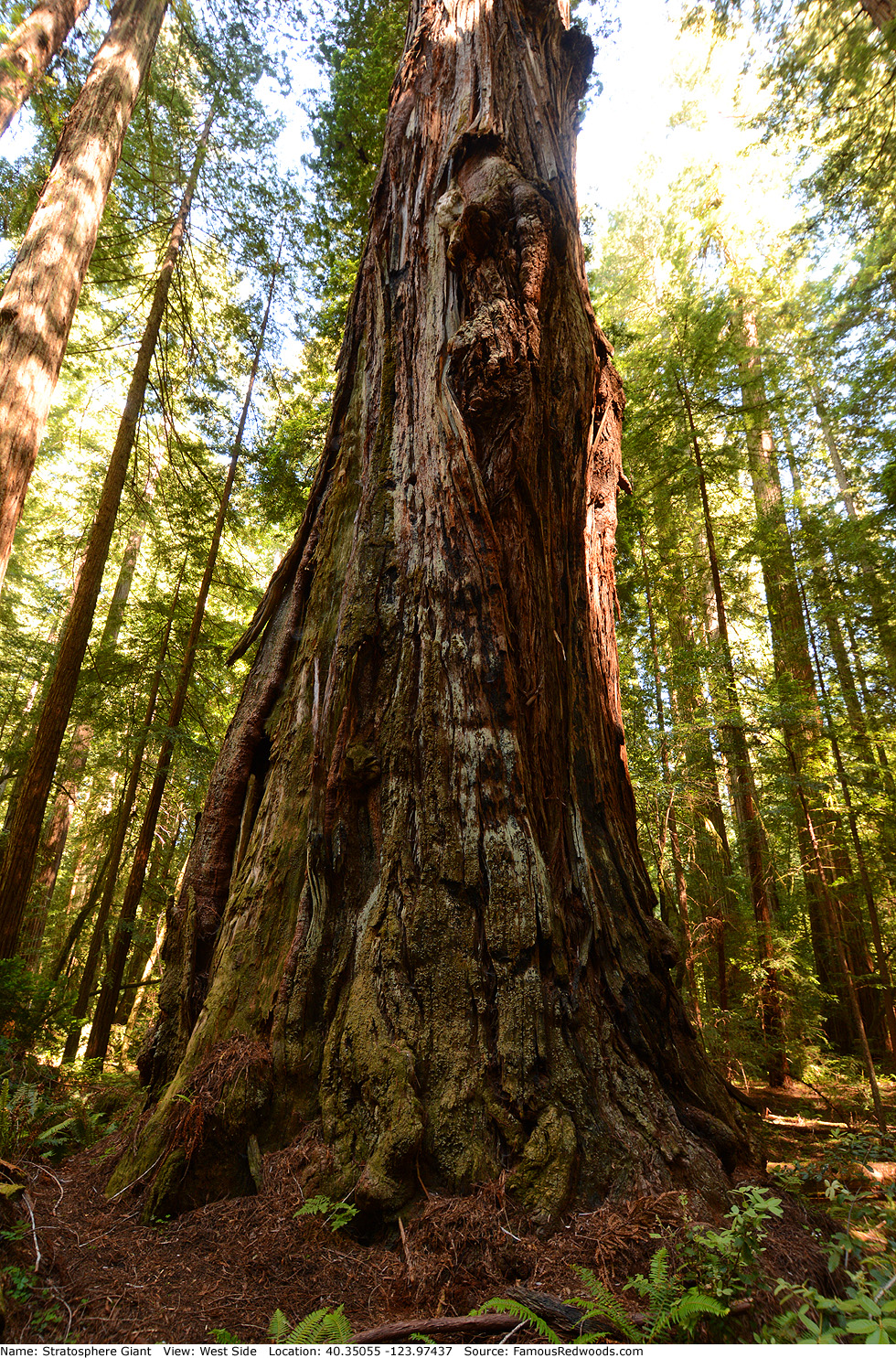 Stratosphere Giant Tree