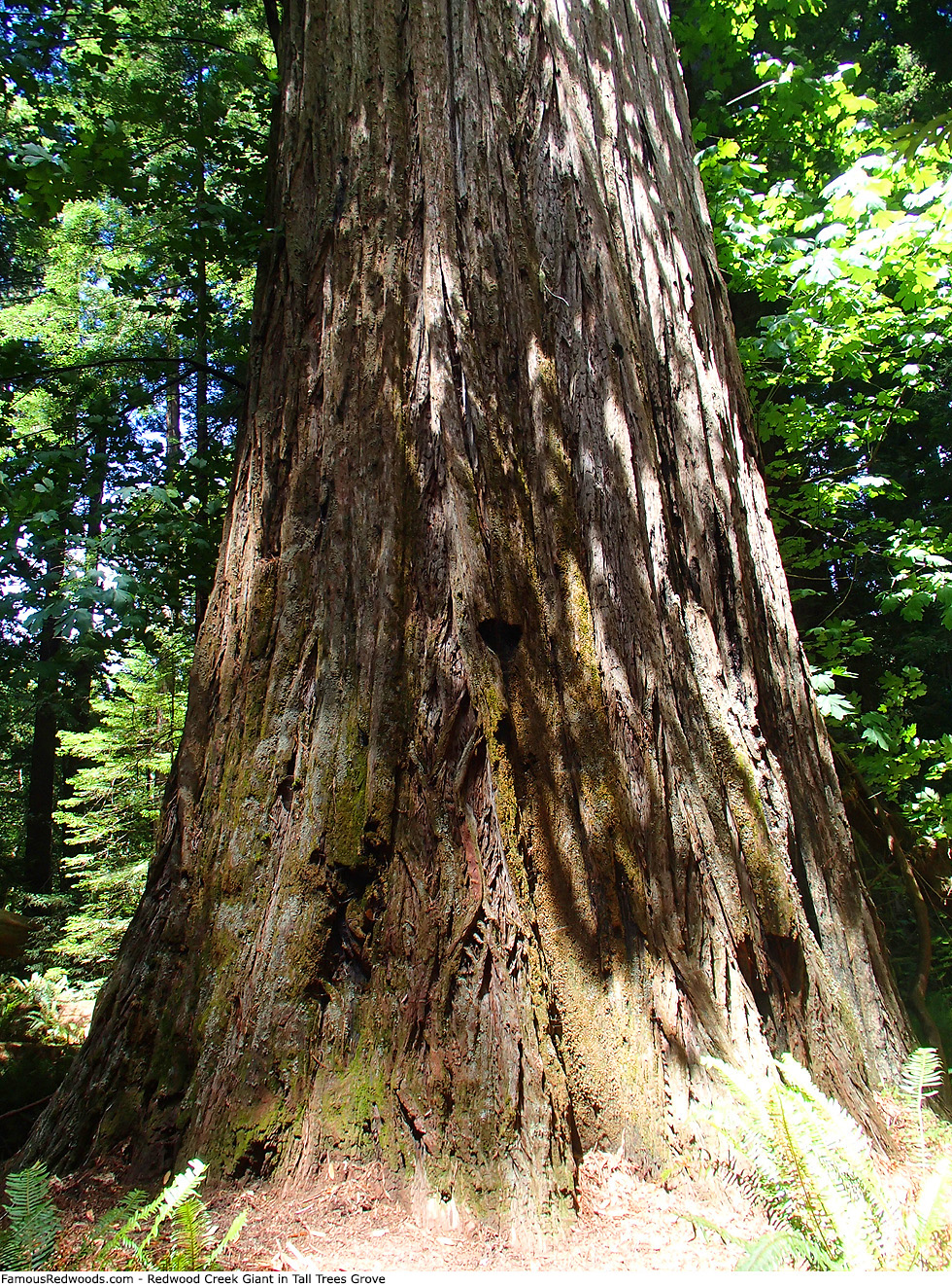 Tall Trees Grove - Redwood Creek Giant Tree