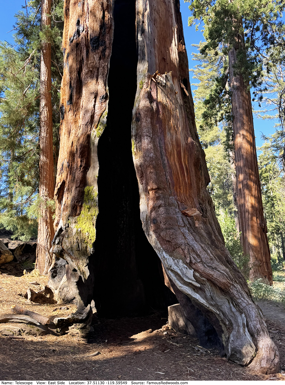 Telescope Tree